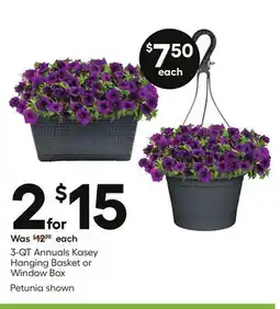 Lowe's 3-QT Annuals Kasey Hanging Basket or Window Box offer