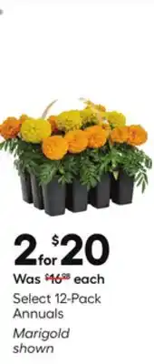 Lowe's Select 12-Pack Annuals Marigold shown offer