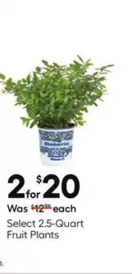 Lowe's Select 2.5-Quart Fruit Plants offer