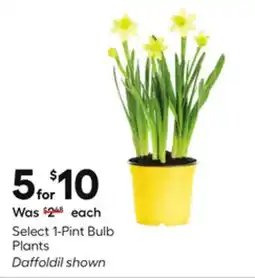 Lowe's Select 1-Pint Bulb Plants offer