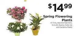 ShopRite Spring Flowering Plants offer