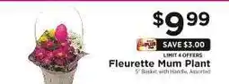 ShopRite Fleurette Mum Plant offer