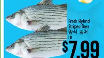 Hmart Fresh Hybrid Striped Bass offer