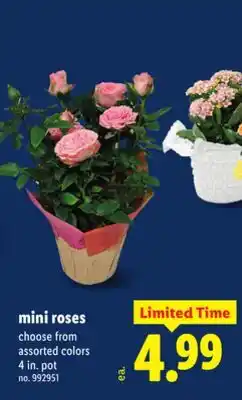 Lidl Mini roses offer