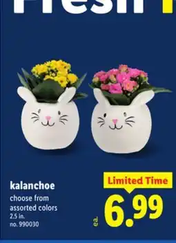Lidl kalanchoe offer