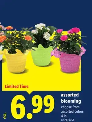 Lidl Assorted blooming offer