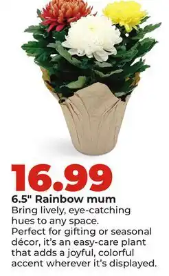 Hy-Vee 6.5 Rainbow mum offer