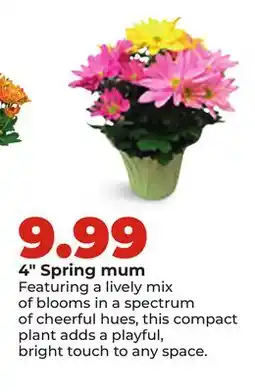 Hy-Vee 4 Spring mum offer