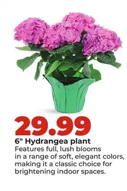 Hy-Vee 6 Hydrangea plant offer
