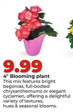 Hy-Vee 4 Blooming plant offer