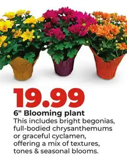 Hy-Vee 6 Blooming plant offer