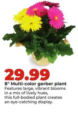 Hy-Vee 8 Multi-color gerber plant offer