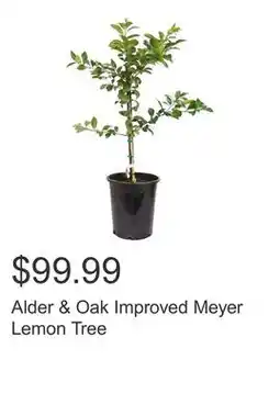 Costco Alder & Oak Improved Meyer Lemon Tree offer