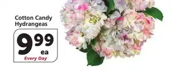 Vons Cotton Candy Hydrangeas offer