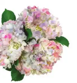 Albertsons Cotton Candy Hydrangeas offer