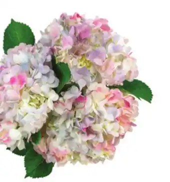 Albertsons Cotton Candy Hydrangeas offer