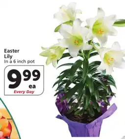 Albertsons Easter Lily offer