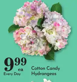 Pavilions Cotton Candy Hydrangeas offer