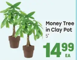 Tony’s Fresh Market Money Tree in Clay Pot offer