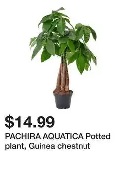 Ikea PACHIRA AQUATICA Potted plant, Guinea chestnut offer