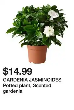 Ikea GARDENIA JASMINOIDES Potted plant, Scented gardenia offer