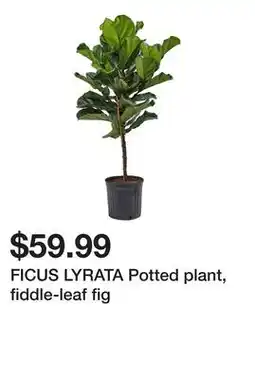 Ikea FICUS LYRATA Potted plant, fiddle-leaf fig offer