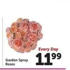 Safeway Garden Spray Roses offer