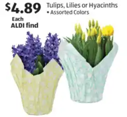 Aldi Tulips, Lilies or Hyacinths offer