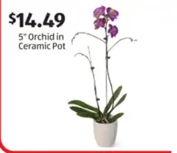 Aldi 5 Orchid in Ceramic Pot offer