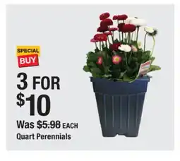 The Home Depot Quart Perennials offer