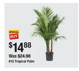 The Home Depot 10 Tropical Palm offer