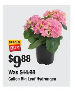 The Home Depot Gallon Big Leaf Hydrangea offer
