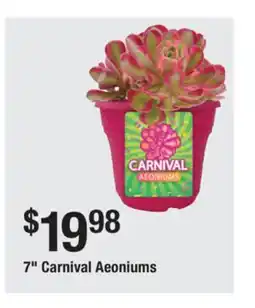 The Home Depot 7 Carnival Aeoniums offer