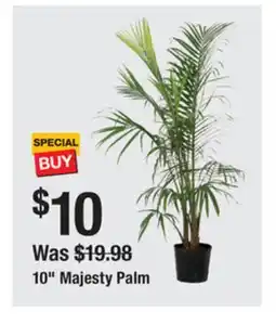 The Home Depot 10 Majesty Palm offer
