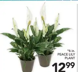 Pete's Fresh Market 6 in. PEACE LILY PLANT offer
