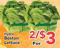 Eurofresh Market Hydro Boston Lettuce offer
