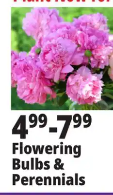Ocean State Job Lot Flowering Bulbs & Perennials offer