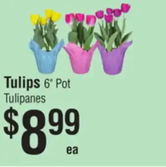 Smart & Final Tulips 6 Pot offer