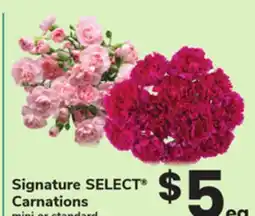 ACME Signature SELECT Carnations offer