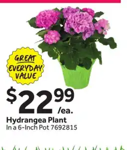 Stop&Shop Hydrangea Plant offer