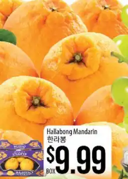 Hmart Hallabong Mandarin offer