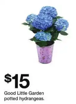 Target Good Little Garden potted hydrangeas offer