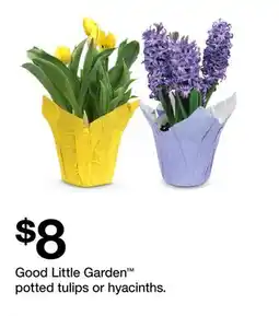Target Good Little Garden potted tulips or hyacinths offer
