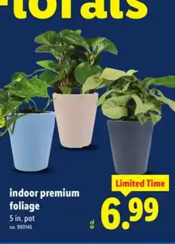 Lidl indoor premium foliage offer