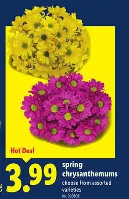 Lidl spring chrysanthemums offer