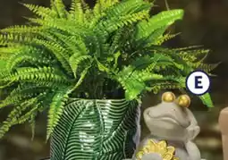 Family Dollar Outdoor Yard Décor offer