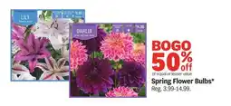 Meijer Spring Flower Bulbs offer
