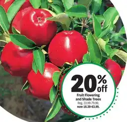 Meijer Fruit Flowering and Shade Trees offer