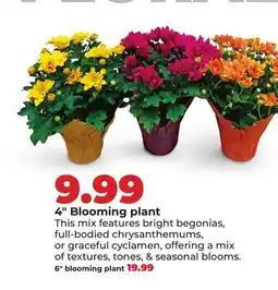 Hy-Vee 4 Blooming plant offer