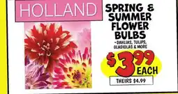 Ollie's SPRING & SUMMER FLOWER BULBS offer
